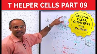 T Helper Cells  Immunology  Part 910 [upl. by Devonna]