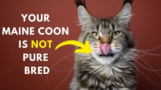 How to identify Your Maine coon Cat is Pure Bred or not [upl. by Vicky]