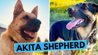 Akita Shepherd  TOP 10 Interesting Facts [upl. by Gearhart]