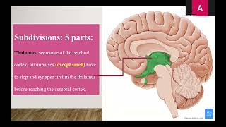 10 Diencephalon amp third ventricle updated [upl. by Armelda]