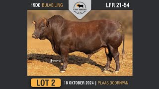 Lot 2  Vlakte Bonsmara Bulveiling  18 Okt 2024 [upl. by Ahsienor]