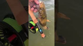 Flattie On The Fly  flyfishing catfishing [upl. by Atela]