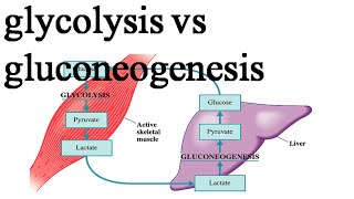 Comparison between glycolysis and gluconeogenesis [upl. by Eceinahs]