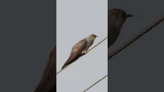 The common cuckoo singing Cuculus canorus shortvideo birds europeanwildlife birdcalling [upl. by Ynaffit]