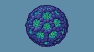 Transmission of Norovirus [upl. by Anival]