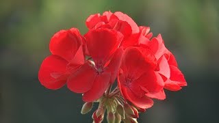 Zonal Geraniums [upl. by Aneeuq]