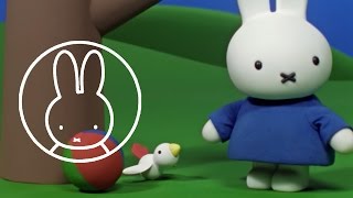 Miffy and the Little Bird • Miffy amp Friends [upl. by Nivar873]