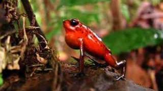 Strawberry poison dart frog Dendrobates pumilio calling in Costa Rica Video [upl. by Onilatac]