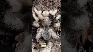 Aphonopelma chalcodes für Anfänger shorts aphonopelma aphonopelmachacodes beginner anfänger [upl. by Rovner]