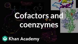 Enzyme cofactors and coenzymes  Biology  Khan Academy [upl. by Noloc]