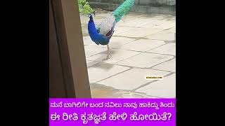 Peacock ಈ ರೀತಿ Thanks ಹೇಳಿ ಹೋಯಿತೇ ಮನೆ ಬಾಗಿಲಲ್ಲಿ ನವಿಲು [upl. by Kennan]