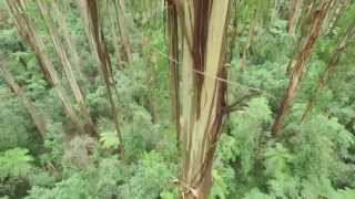 Dandenong Ranges National Park  Melbournes Dandenong Ranges [upl. by Eical]