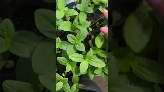 Plant ASMR asmr garden gardeningplants gardening gardeningtips [upl. by Vescuso]