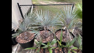 Fall 2023 Silver Bismarck Palm Update Bismarckia Nobilis [upl. by Sinnod559]