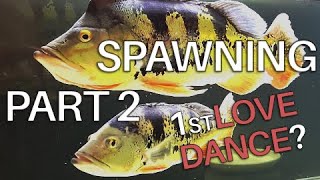 PART 2 SPAWNING THE FIRST LOVE DANCE Peacock Bass Cichla Monoculus [upl. by Derna]