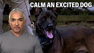 How To Calm A Belgian Malinois Dog  Dog Nation Episode 7  Part 3 [upl. by Akinar]