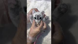 The little tiger cat with a tigerlike spirit handmade diy meme asmr cat cute that it explodes💥 [upl. by Swec]