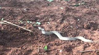 Russell Viper  Highly venomous snake [upl. by Stavros]