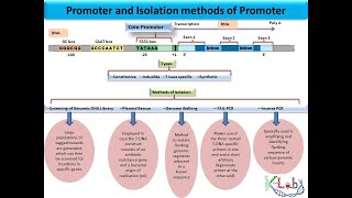 Promoter and Isolation of Promoter [upl. by Eonak580]