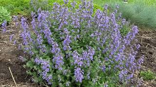 Nepeta Cats Meow  Garden Crossings [upl. by Nelyk327]