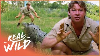 Steve Irwin Faces A Massive Saltwater Crocodile In Australia  Crocs Down Under  Real Wild [upl. by Nwadahs]