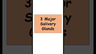 3 Major Salivary Glands anatomy digestiveorgans biology [upl. by Atinahc]