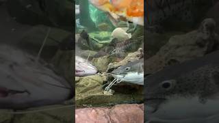 Giant Catfish eats Another fish😳 [upl. by Ahlgren]