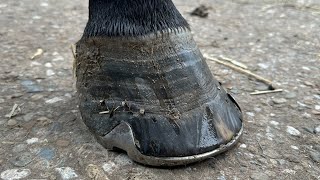 This Long Hoof Desperately Needs New Shoes Hoof Restoration [upl. by Bandler]