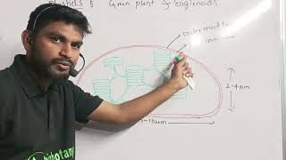 plastids in eukaryotic cell  cell the unit of life [upl. by Ikcir]