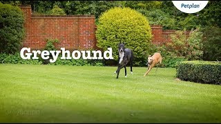 Greyhound Dog Breed Information Temperament amp Facts  Petplan [upl. by Chas490]