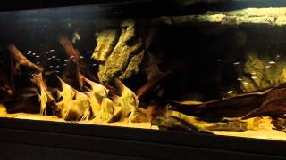 Large shoal of cardinal tetras in 2000 liter Altum tank [upl. by Jen]