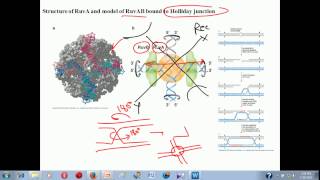 Genetic recombination lecture 1  homologous recombination [upl. by Eri]