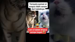 MACAN vs OYEN maungnya lebih serem mana nihshortvideo kucing funnyshorts lucu cat [upl. by Justus]