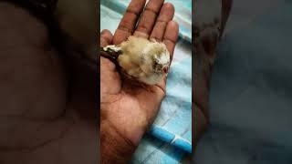 சிட்டு குருவி அழக இருக்கு நீங்களும் வளர்த்து பாருங்க 🥰bird pets [upl. by Naryk]