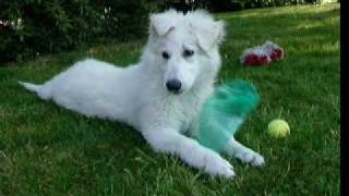 Elyos Berger Blanc Suisse 3 mois et demi  White Swiss Shepherd  Schweizer Weisse Schäfer [upl. by Dorri112]