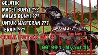 GELATIK BATU GACOR  KHUSUS UNTUK GELATIK YANG MALAS BUNYI MACET PALING AMPUH  LANGSUNG NYAUT [upl. by Olinde802]