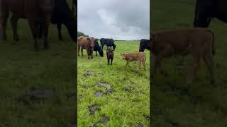 23 Cows For Sale  Llyn Peninsula [upl. by Notreb]