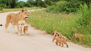 Lion Cub Helps Mom Call for Siblings [upl. by Annmarie814]