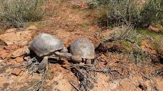 Desert Tortoises PreMating [upl. by Jit]