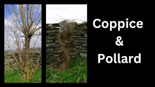 Coppice and pollard How and why [upl. by Atteragram]