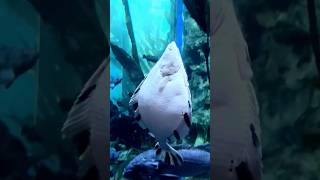 schlegelii Perch at AQUA shortsviral آکواریوم shorts exoticfishes [upl. by Savvas]