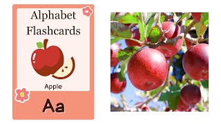 ABC Flashcard  Alphabet Letters and Words for Toddlers  Basic English Vocabulary [upl. by Sabec]