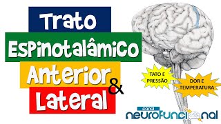 TRATO ESPINOTALÂMICO ANTERIOR E LATERAL Vias Ascendentes [upl. by Morgana]