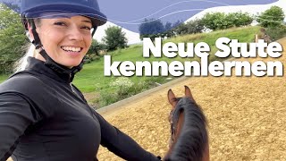 Neue 5j Stute kennenlernen amp ganz viel Training ☺️  Weekly Vlog 211 [upl. by Nagem261]