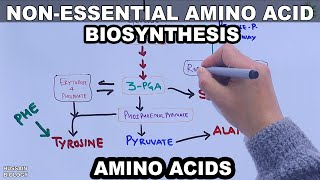 Biosynthesis of Non Essential Amino Acids  Basic Overview [upl. by Bouldon390]