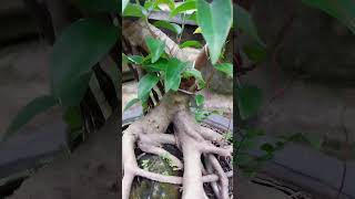 Ficus Benjamina [upl. by Darrow125]