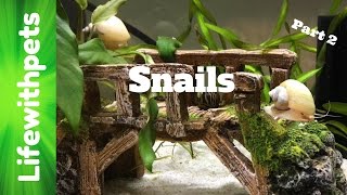 FAQ on Snails Part 2 [upl. by Hgielar]