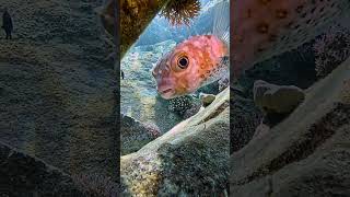 Longspine Porcupinefish calm fish lovethereef beautifulanimals ocean oceanreef [upl. by Ken544]