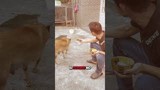 Este Perro Rechazó un Trozo de Pollo y lo Que Hizo Después Te Sorprenderá 😮 [upl. by Iosep758]