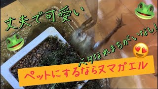 捕まえてペットにするならヌマガエル！！その理由【今回のエサはレオパドライ】こんなになれる！ただしオスは鳴き声うるさいよ⚠️ [upl. by Etnad]